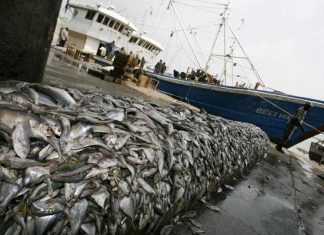 LE SECTEUR DE LA PECHE VERROUILLE PAR LA COVID-19 :« Les multinationales de la pêche pillent les océans de l’Afrique de l’Ouest » selon Greenpeace