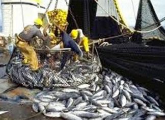 LICENCES DE PÊCHE DOUTEUSES ET NOUVEAUX INVITÉS DANS LES EAUX SÉNÉGALAISES : Le processus est souvent entaché de pratiques suspectes selon Greenpeace Afrique