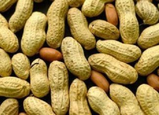 Sénégal : le prix d’achat de l’arachide est fixé à 250 Fcfa/kg pour 2020/2021