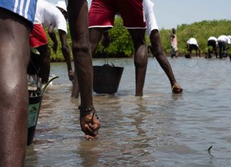 POLITIQUE DE RSE : Sonatel reboise pour la 5ème fois la réserve naturelle communautaire de Palmarin et l’aire marine protégée de Joal aux côtés de l’Association Nebeday