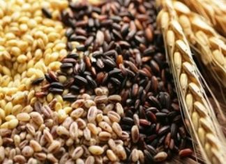 UTILISATION MONDIALE TOTALE DES CEREALES 2020/21 : Les prévisions de la Fao tablent sur 2 745 millions de tonnes