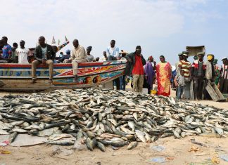 PECHE ARTISANALE AFRICAINE : La Coapa déplore le manque de politiques d’appui au secteur