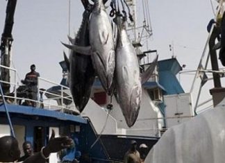 BAISSE DE RENDEMENTS, MAUVAISES PRATIQUES ET PERTES ECONOMIQUES : Les contraintes du secteur de la pêche soulevées par le Forum civil
