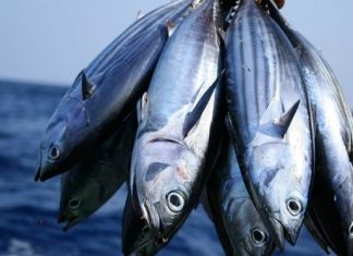 ACCORD DE PECHE UE-SENEGAL : Les bateaux européens à l’assaut du thon sénégalais !