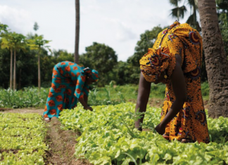 LA FRANCOPHONIE AVEC ELLES : UN FONDS DE SOLIDARITÉ POUR LES FEMMES