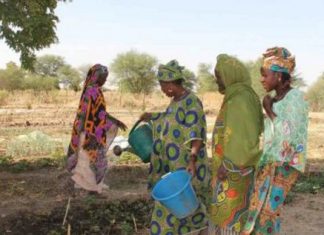POUR APPORTER SECOURS AUX MENAGES EN CRISE : La Fao appelle à une action d’anticipation à l’appui de l’Agriculture