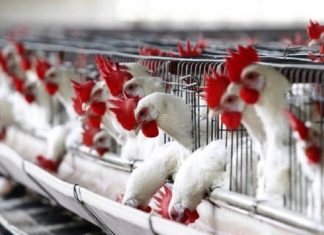 POUR RAISON DE GRIPPE AVIAIRE : Le Burkina Faso interdit les importations de volaille depuis le Sénégal