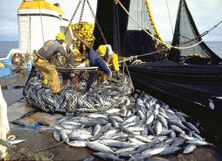 PECHE ILLICITE NON DECLAREE ET NON REGLEMENTEE (INN) : Le Sénégal parmi les plaques tournantes du transbordement