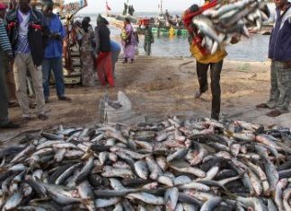 PETITS POISSONS PELAGIQUES LE LONG DES COTES D’AFRIQUE DE L’OUEST : Plus d’un demi-million de tonnes extraits annuellement par les entreprises européennes
