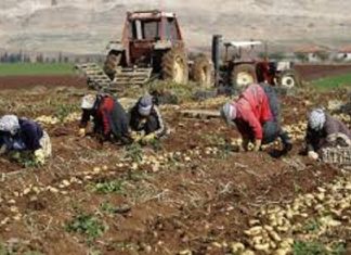PERSPECTIVES AGRICOLES DE L’OCDE ET DE LA FAO 2021-2030 : Accroissement de 1,2% de la demande de produits par au cours dix prochaines années