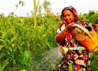 SOMMET DES NATIONS-UNIES SUR LES SYSTEMES ALIMENTAIRES DE 2021 : Plus de 100 pays exposent leurs voies nationales avant sa tenue en septembre