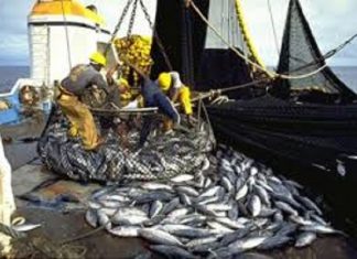 POISSONS FRAIS DE MER : Chute des ventes notée en 2020