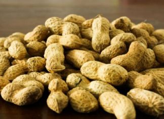 Sénégal : la Sonacos a fourni 800 tonnes de semences d’arachide pour son programme de contractualisation