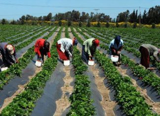 APPROVISIONNEMENT DES PRODUCTEURS EN ENGRAIS : L’Etat exhorté à tirer les enseignements en vue d’éviter les difficultés rencontrées