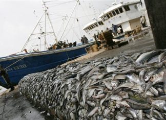 SURPECHE : Greenpeace Afrique répond au rejet des inquiétudes par Mme Aïssata Tall Sall