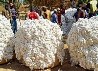 Marchés des matières premières : Baisse de 1,4% des prix des produits de base exportés par les pays de l’Uemoa