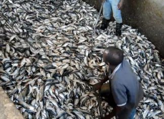 INDUSTRIE DE LA FARINE ET DE L’HUILE DE POISSON AU SENEGAL ET EN AFRIQUE DE L’OUEST : La FAO déplore « l’impact négatif considérable »