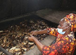 PLATEFORME DE TRANSFORMATION DE POISSON DES FEMMES DE FANDA DE ZIGUINCHOR : La FAO aide à la réhabilitation