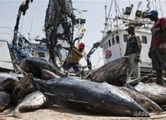 PECHE AU SENEGAL : L’ONU estime que la durabilité « très préoccupante » selon Greenpeace