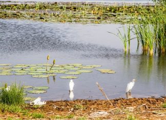 POLLUTION ET FORTES DEMANDES EN EAU : Ces menaces qui pèsent sur le lac de Guiers selon la Banque mondiale