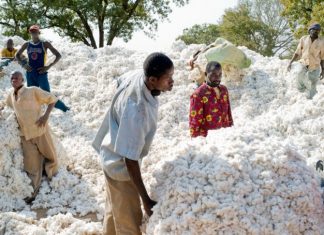 MARCHES DES MATIERES PREMIERES DANS L’UEMOA : La hausse des estimations de production de coton à 121,2 millions de balles