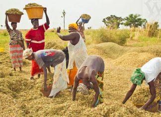 Agriculture : Bonne dynamique de mise en place et de cession des intrants agricoles à fin juin 2022