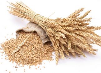 CEREALES : L’utilisation mondiale en 2022-2023 devrait atteindre 2 792 millions de tonnes selon la FAO