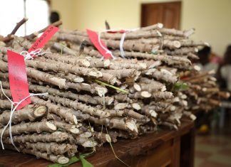 Campagne agricole 2022-2023 : 15 000 boutures de manioc devraient être distribuées aux producteurs