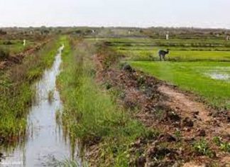 Campagne d’hivernage 2022-2023 : Les prévisions de mise en valeur estimées à 55 247 hectares