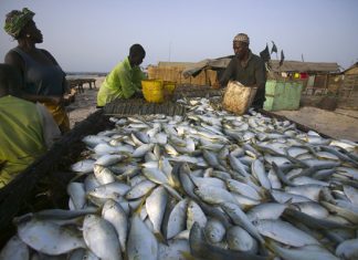 PECHE ILLICITE A L’ECHELLE MONDIALE : Les captures estimées à 26 millions de tonnes de poissons par an selon la Fao