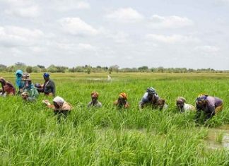 POUR ATTENUER L’IMPACT DU COVID A MATAM, KAFFRINE ET LOUGA : Un don de plus de 4 millions de dollars de la BAD pour le Sénégal