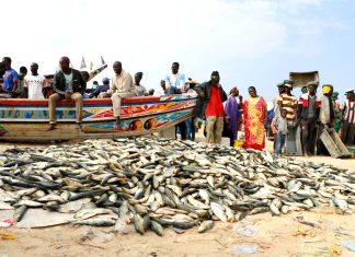 PECHE ARTISANAL : Diminution de 43,2%, des débarquements au troisième trimestre 2022