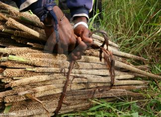 AGRICULTURE : Bonne tenue des cultures de mil et d’arachide à fin août 2022