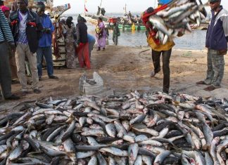 POISSONS FRAIS DE MER : Chute des ventes à l’extérieur de 193,6 milliards de FCFA à 192,5 milliards de FCFA