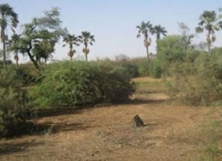 Accaparement de leur forêt : Le collectif pour la sauvegarde et la défense des intérêts de Saly engage une justice populaire