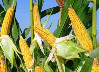 OFFRE MONDIALE DE CEREALES : Les prévisions de la FAO tablent sur une utilisation de 778 millions de tonnes de blé