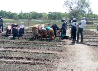 MAITRISE DE L’EAU A DASSILAME SERERE, NEMAH BA, BATAMARE DANS LA COMMUNE DE TOUBACOUTA : Augmentation des rendements de la production maraîchère avec le projet PARIIS Sénégal