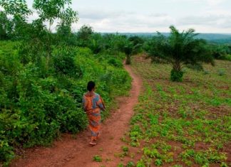 FORETS : 3,2 milliards de personnes pâtissent de la dégradation des sols selon la banque mondiale