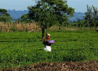 Pour assurer la durabilité du secteur du thé : La FAO pour l’accès aux financements des petits producteurs