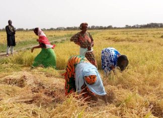 RIZICULTURE A PODOR, MATAM : Le Projet Pariis booste la production à travers la maîtrise de l’eau