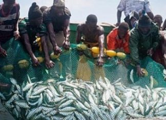 PECHE : Hausse des débarquements au premier trimestre 2023