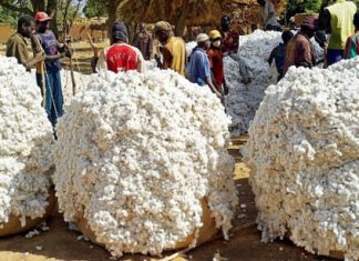 Marchés des matières premières : Hausse de 1,0% des prix des principaux produits de base exportés par les pays de l’UEMOA