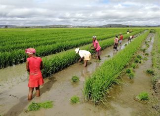 PRODUITS ALIMENTAIRES : La FAO note une hausse des prix mondiaux