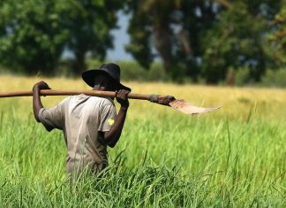 Le Sénégal à l’aube d’une grande Révolution agricole ?