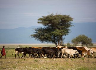 Trypanosomiase animale africaine (maladie du sommeil) : 50 millions de bovins dans les zones endémiques connues en Afrique