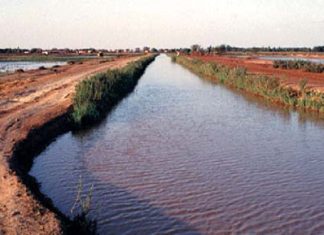VALLEE DU FLEUVE SENEGAL : Mise en valeur de 61 500 hectares pour la saison sèche-chaude 2023