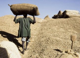 CAMPAGNE DE COMMERCIALISATION ARACHIDIÈRE : 216 milliards FCFA injectés dans le monde rural en 2020- 2021
