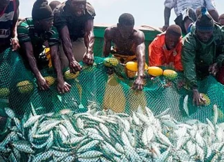 Sous-secteur de la pêche : Une progression de 2,8% prévue en 2024