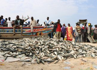 PECHE : Baisse de 26,2% des débarquements au troisième trimestre 2023