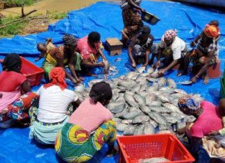 Pêche/Sénégal : Le Japon finance un projet de 1,8 million $ au profit des transformatrices de poissons en Casamance